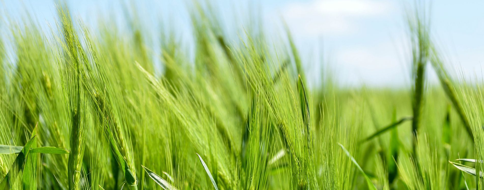 barley-872000_1920