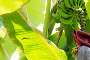 Insecticide