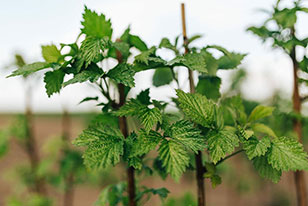 Plant growth regulator